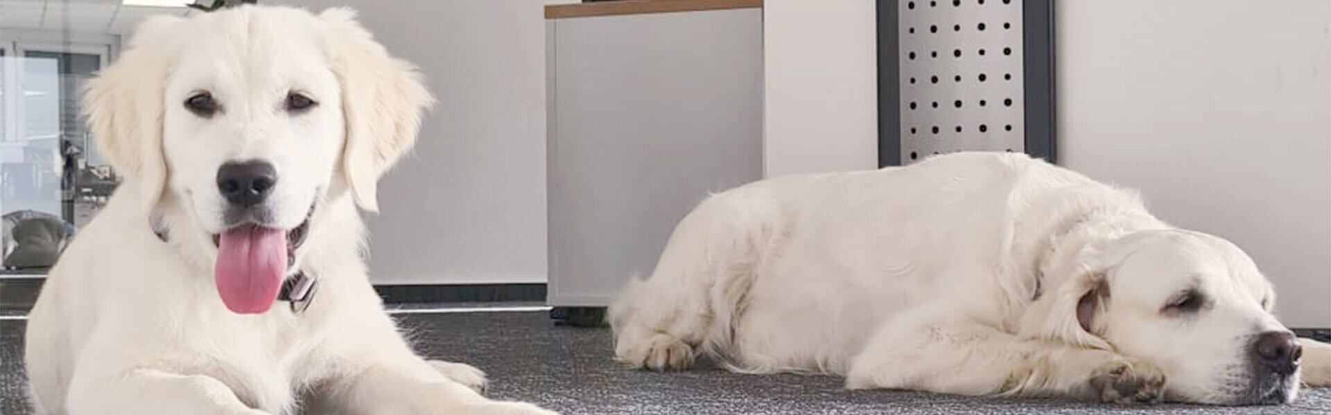 Emil und Lilly - Bürohunde bei HEIN Industrieschilder